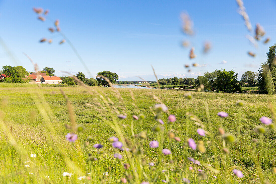 Flowery meadow along the river Elbe in Summer, family bicycle tour along the river Elbe, adventure, from Torgau to Riesa, Saxony, Germany