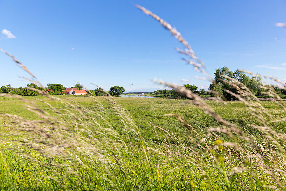 Blumenwiese und Gräser entlang der Elbe, Elbwiesen, Sommer, Naturschutzgebiet, Familienfahrradtour an der Elbe von Torgau nach Riesa, Sachsen, Deutschland, Europa