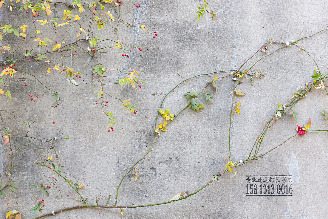 With plant overgrown concrete wall, red buds, graffiti telephone number for air conditioning machine service, hutong, Beijing, China, Asia