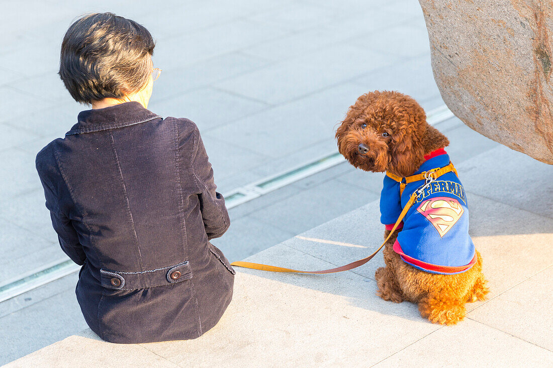 Chinese women with a superman dog, amazing clothes of the dog, brown poodle, Qian Xuesen Library, Shanghai Jiao Tong University, Shanghai, China, Asia