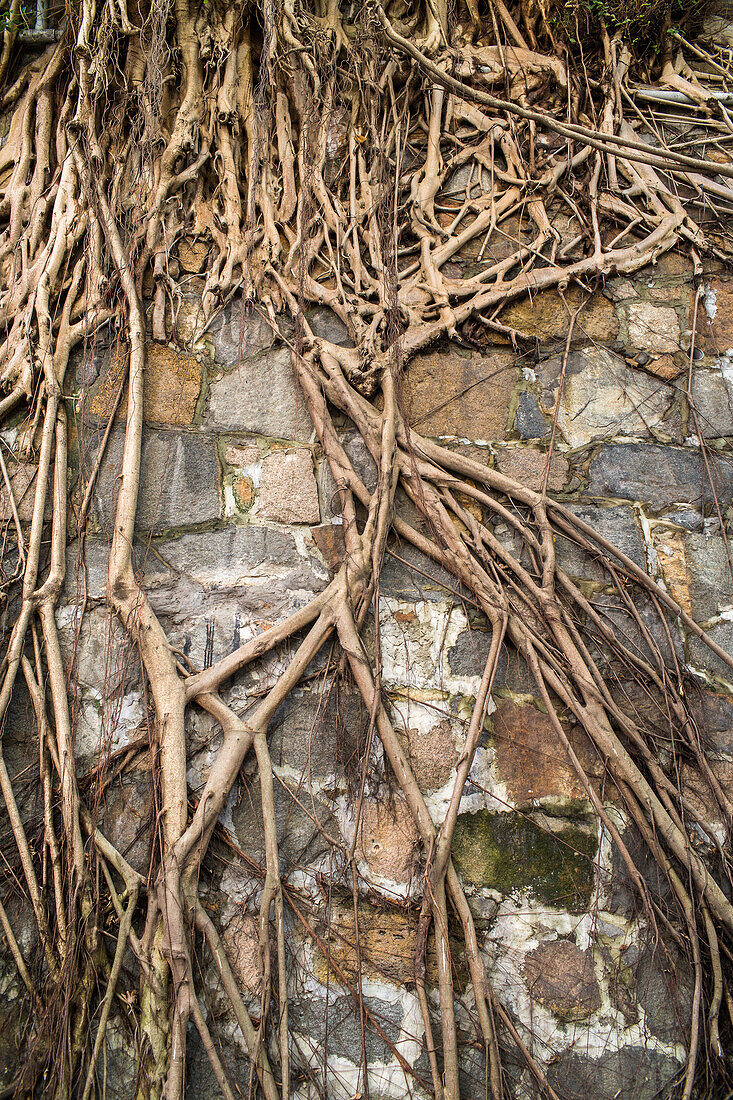 abstract, plant roots, stone wall, Hong Kong, China, Asia