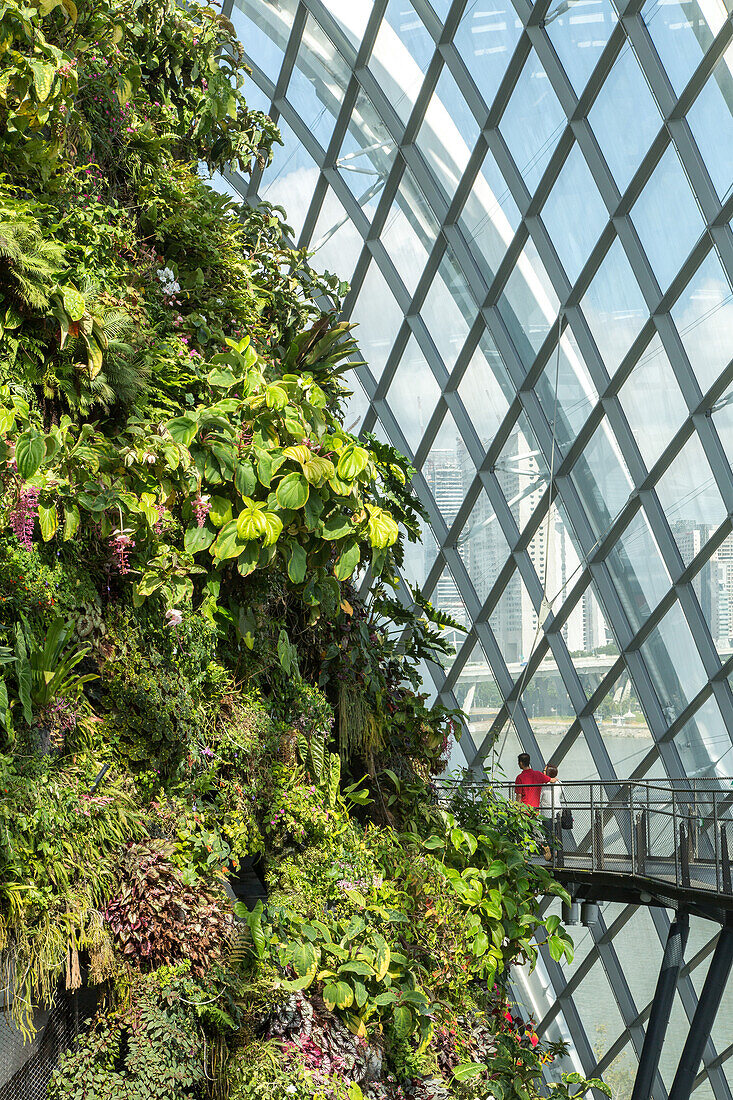 Gardens by the Bay, gigantische Gewächshäuser, Gartenanlage, Cloud Forest, tropisch, Regenwald, Cloud Walk, Glas, Architektur, Marina Bay, Bay South, Singapur