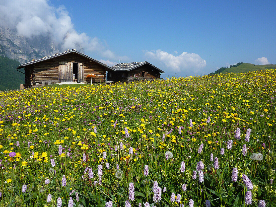 Blühende Almwiese auf der Seiser Alm, Schlern, Dolomiten, Südtirol, Italien