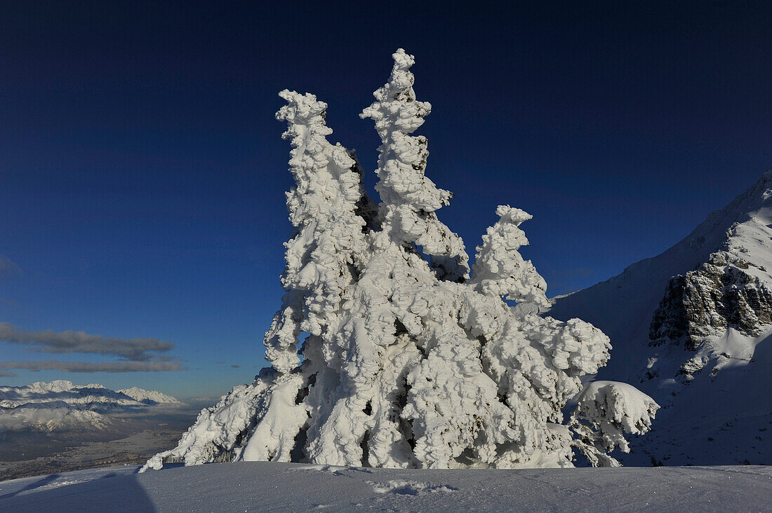 Tief verschneiter Baum nahe dem Birgitzköpfel, Stubaier Alpen, Blick Richtung Unterinntal, Tirol, Österreich