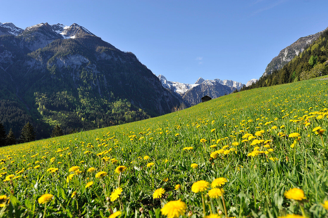 Blumenwiese im Lesachtal, Blick Richtung Karnischer Kamm, Osttirol, Österreich