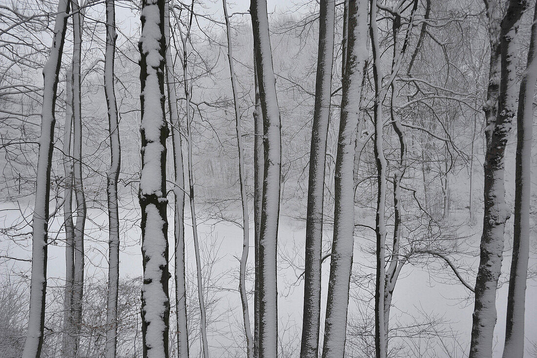 Snowy trees in Viennese Woods, Lower Austria, Austria