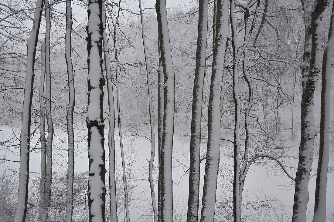 Verschneite Bäume im Wiener Wald, Niederösterreich, Österreich