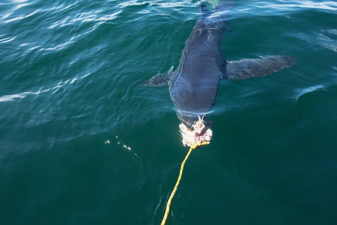 Blue Shark on a rope in the water, Massachusetts, United States of America