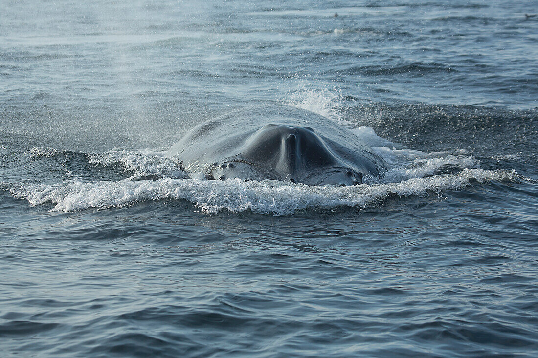 Humpback whale Megaptera novaeangliae at the surface of the water, Massachusetts, United States of America