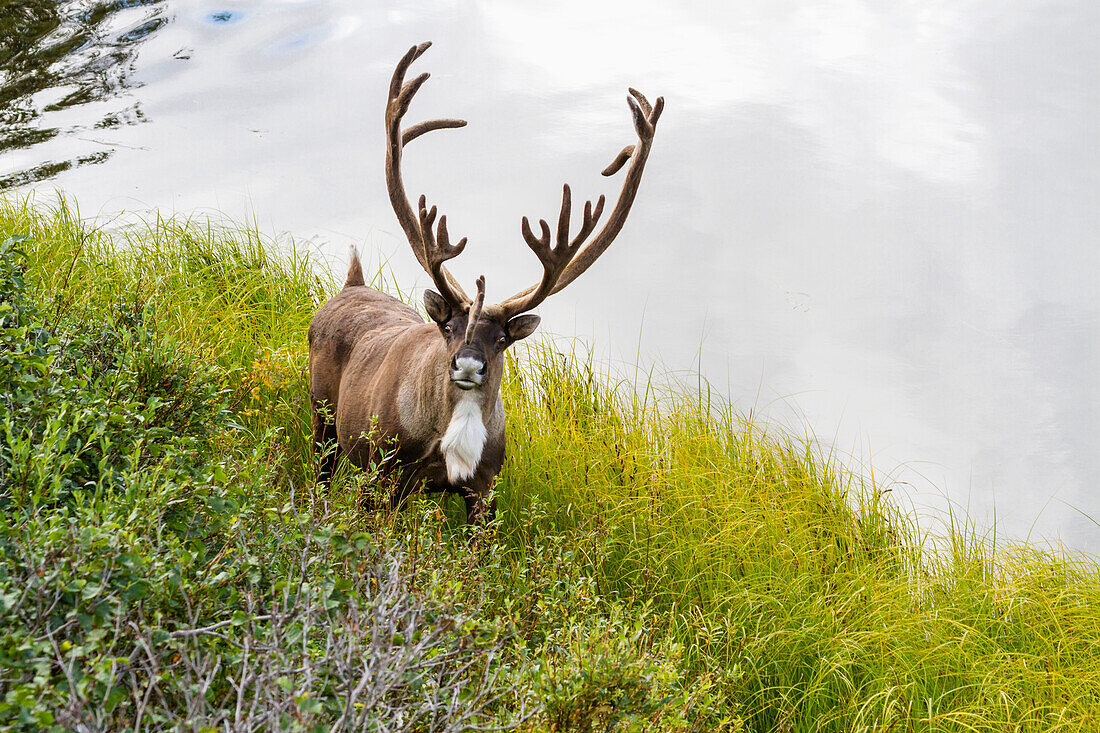 A large male Caribou stands next to a tundra pond in Denali National Park, Alaska, United States of America