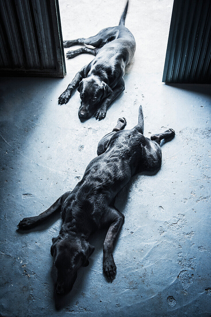 Two black dogs laying on the floor, Torremolinos, Malaga, Andalusia, Spain