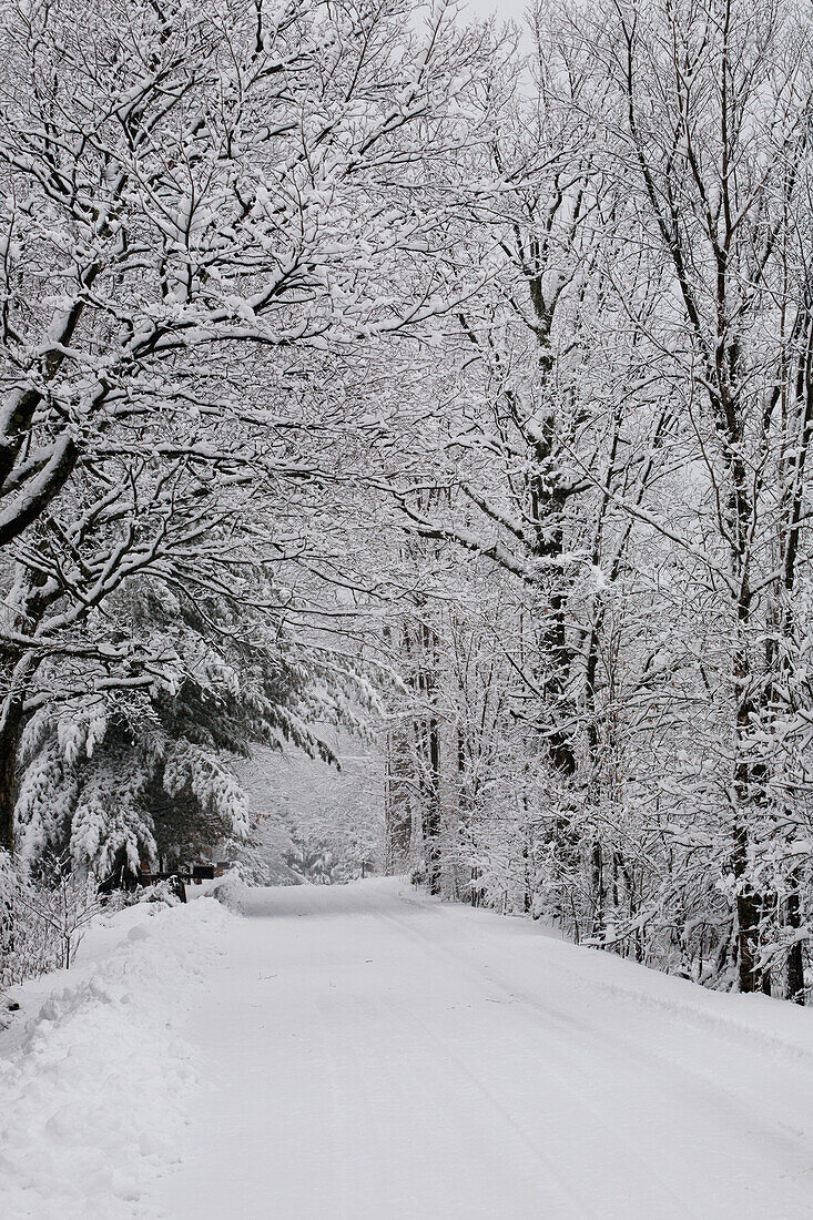 A snow covered road lined with leafless trees in winter, Brome Lake, Quebec, Canada