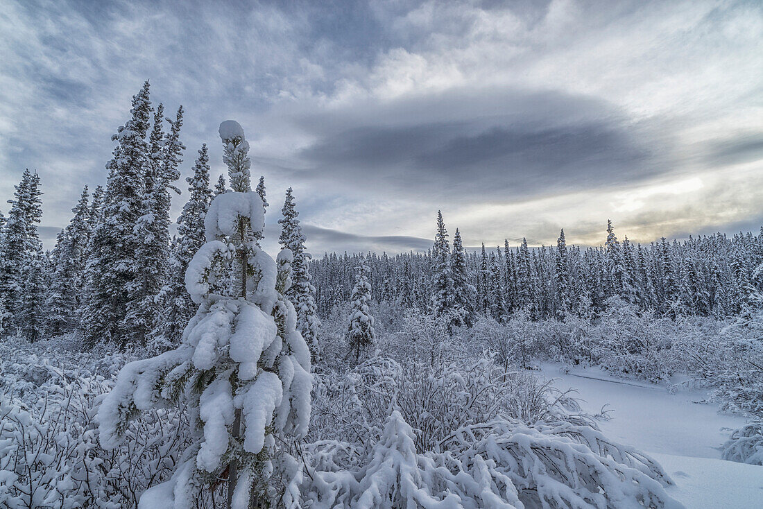 Clouds and mist envelop the mountains while snow covers the trees and shrubs during winter along the Annie Lake Road, near Whitehorse, Yukon, Canada