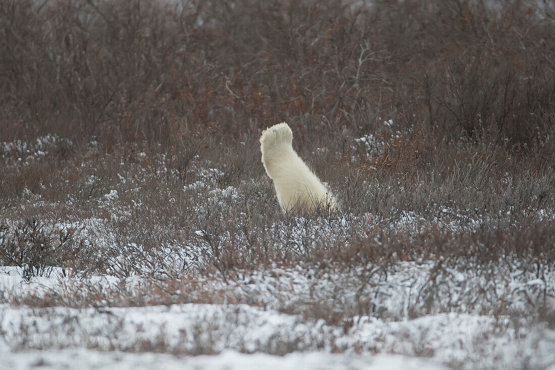 Polar bear paw sticking up above the willow trees, near Churchill, Manitoba, Canada