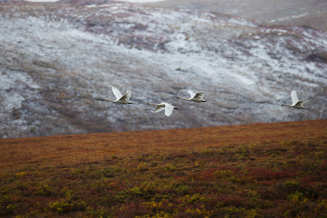Swans flying in formation after taking off from a pond along the Demspter Highway, Yukon, Canada