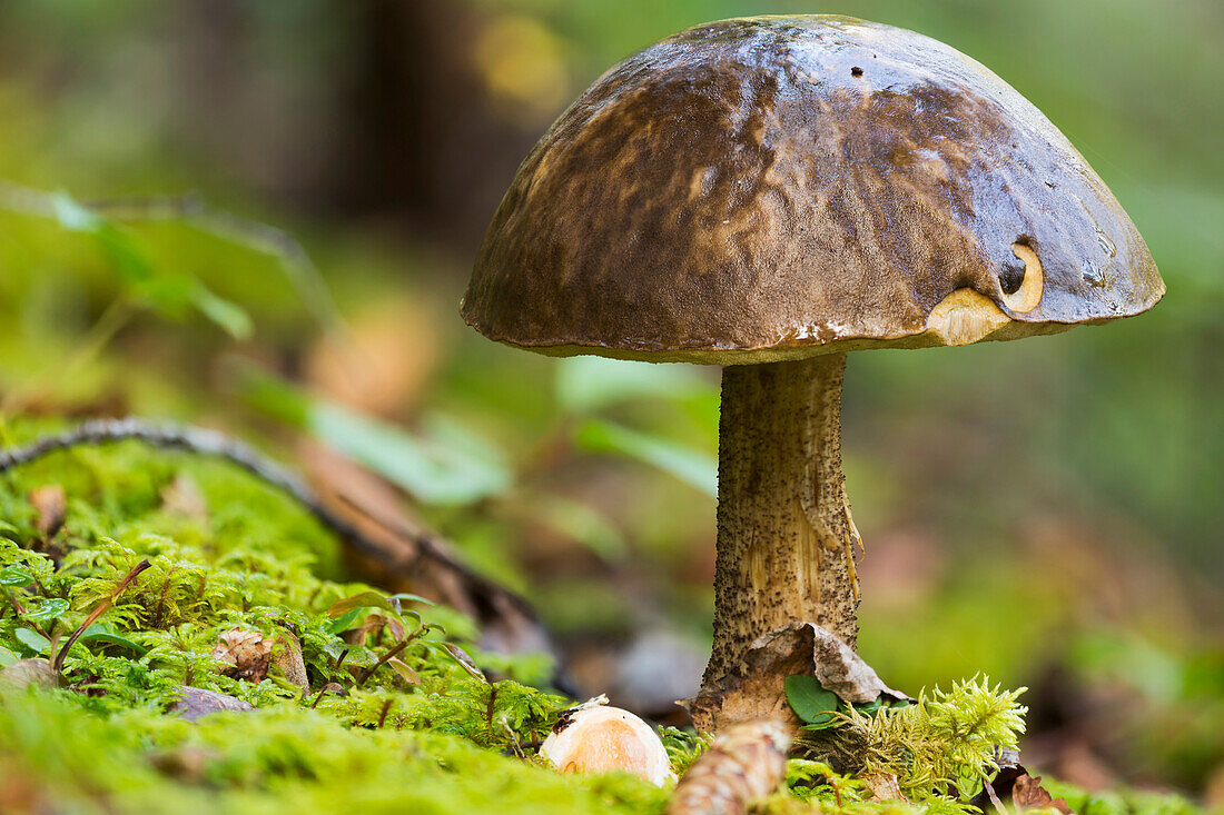 Mushroom glistens in the rain, Yukon, Canada
