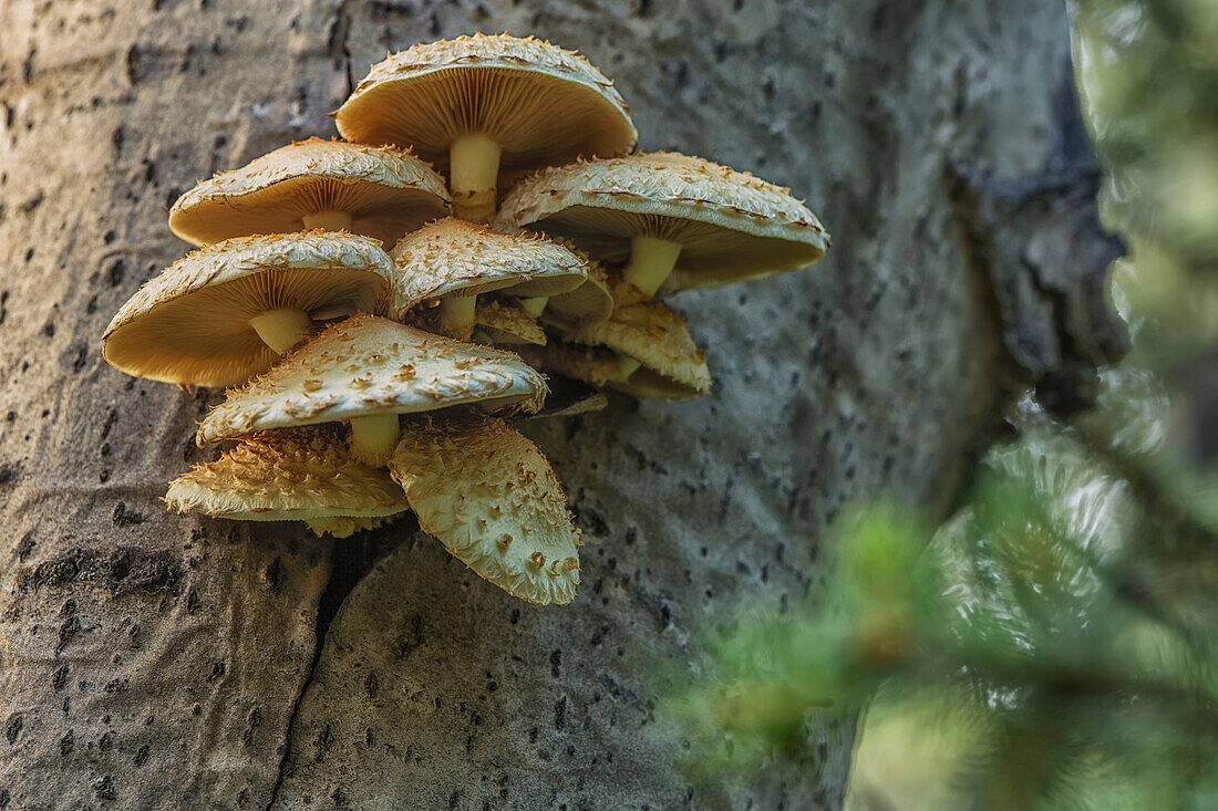 A cluster of mushrooms grows on a tree near Mayo, Yukon, Canada
