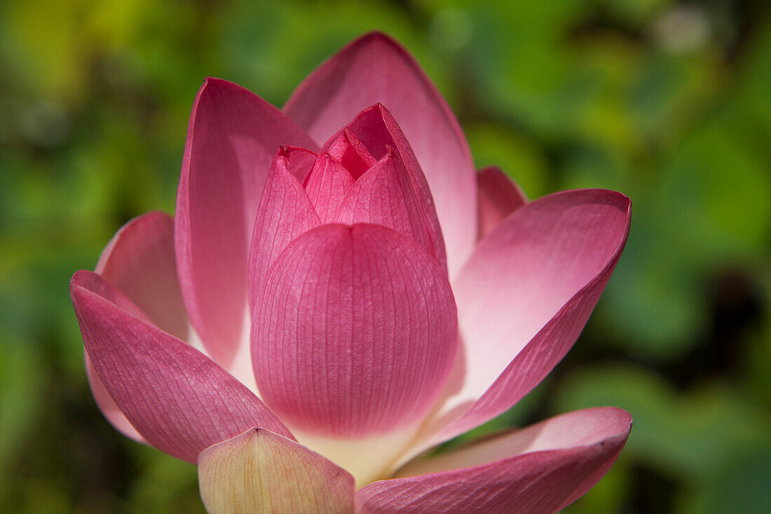 Lotusblüte, Nationaler tropischer botanischer Garten, Lawai, Kauai, Hawaii, Vereinigte Staaten von Amerika