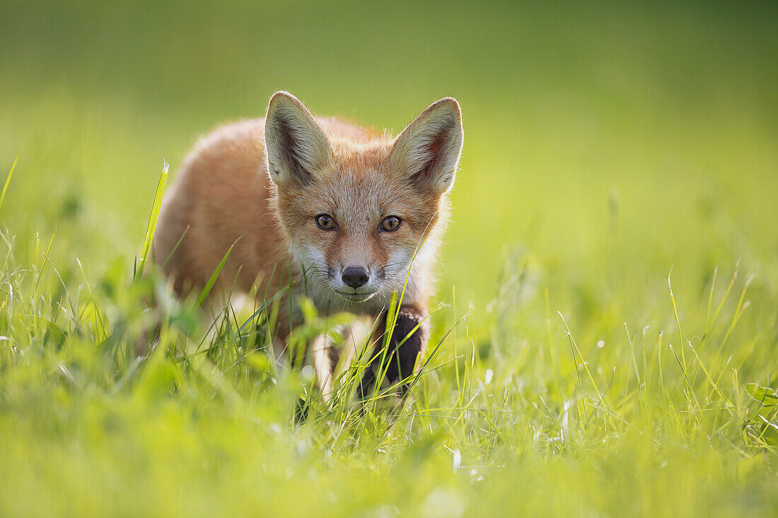 A fox in the grass, Montreal, Quebec, Canada