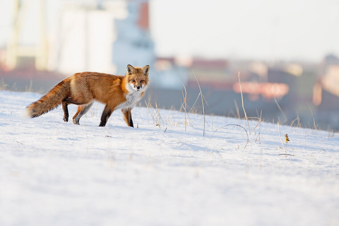 Fox in the snow with buildings in the distance, Boucherville, Quebec, Canada