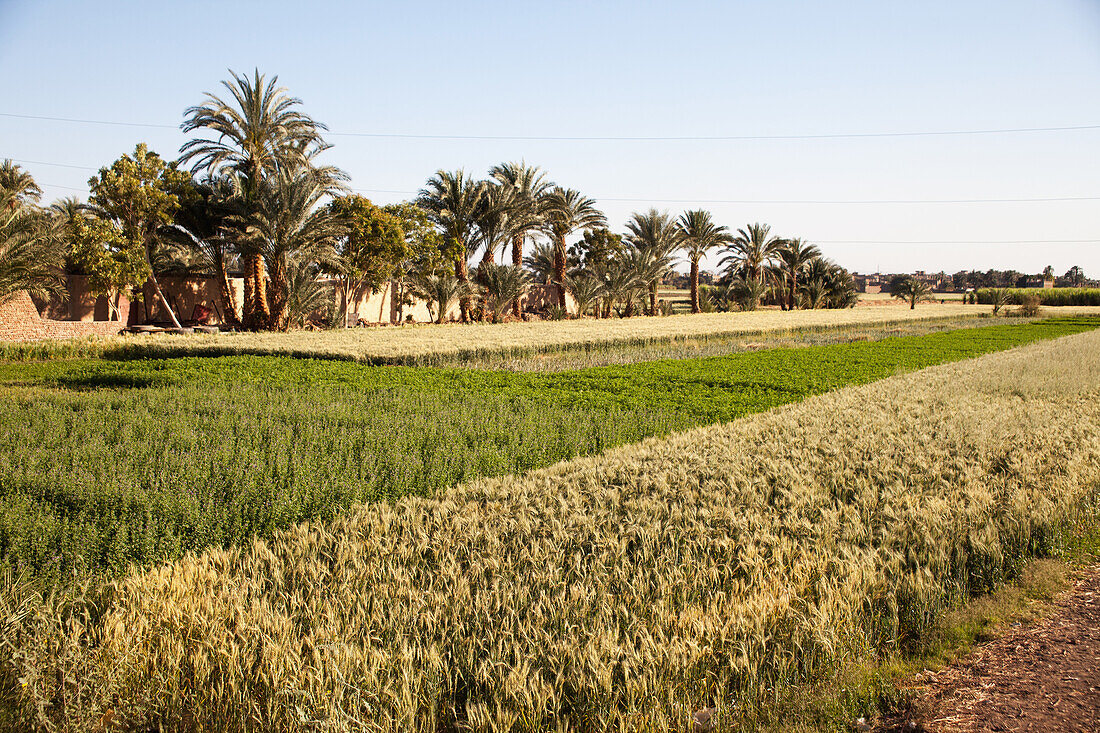 Fertile crops beside the River Nile, West Bank, Luxor, Egypt