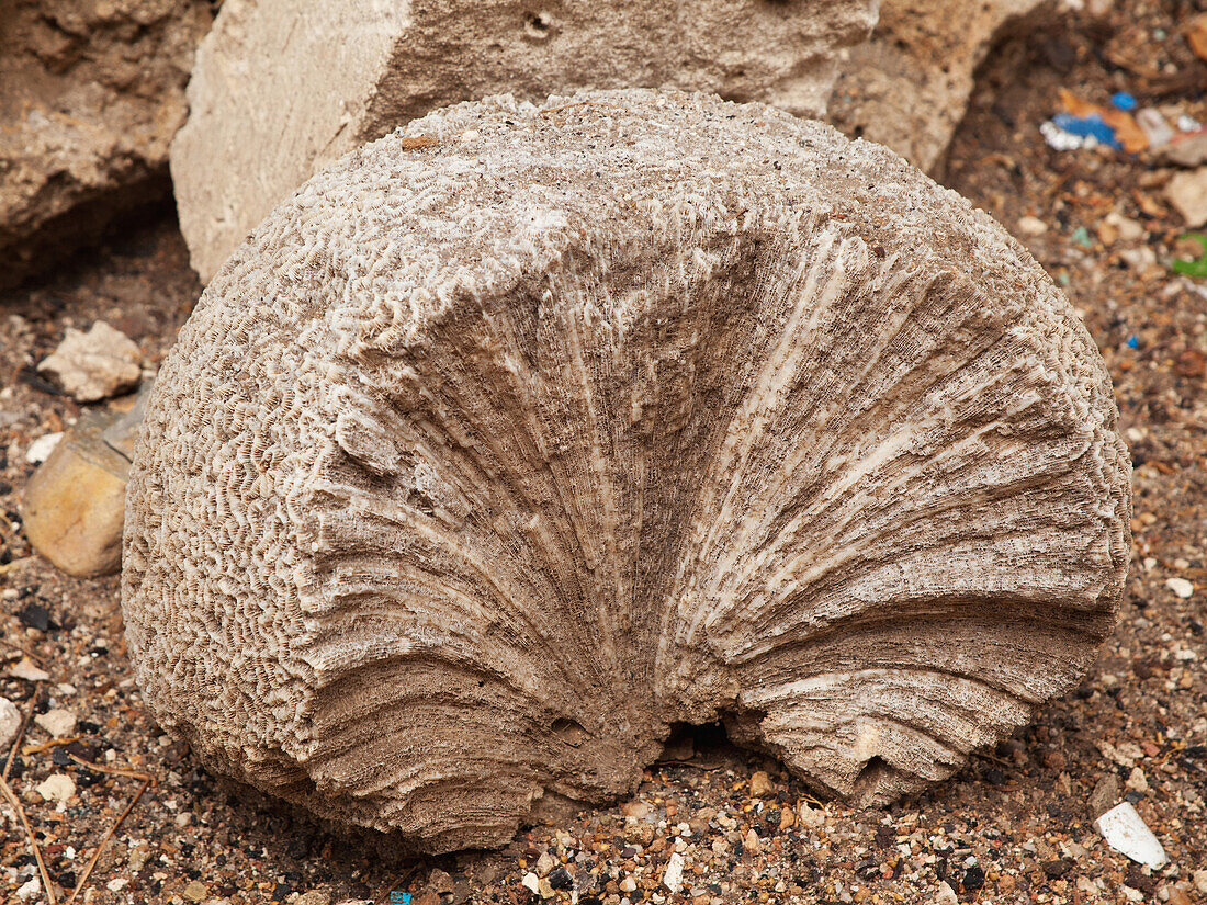 Sea coral block used in wall, Massawa, Eritrea