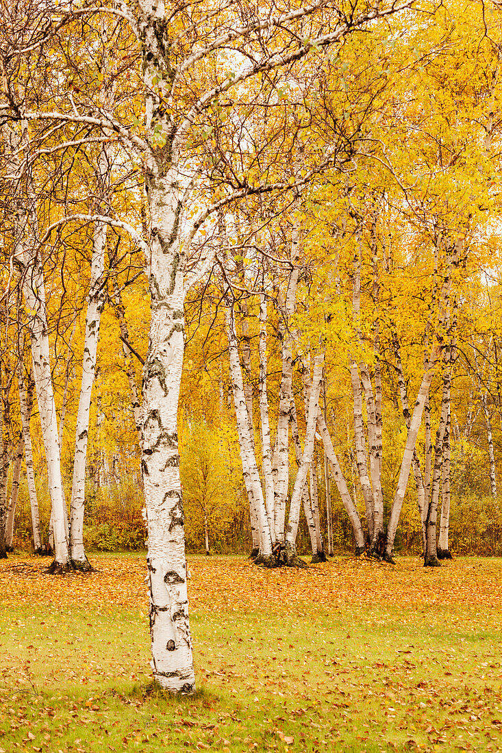 Autumn coloured birch trees, Thunder Bay, Ontario, Canada