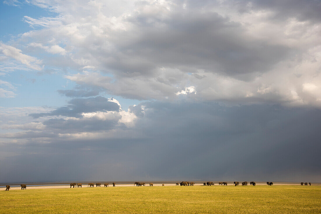 Herd of elephants with dramatic clouds in Lake Manyara National Park, Tanzania