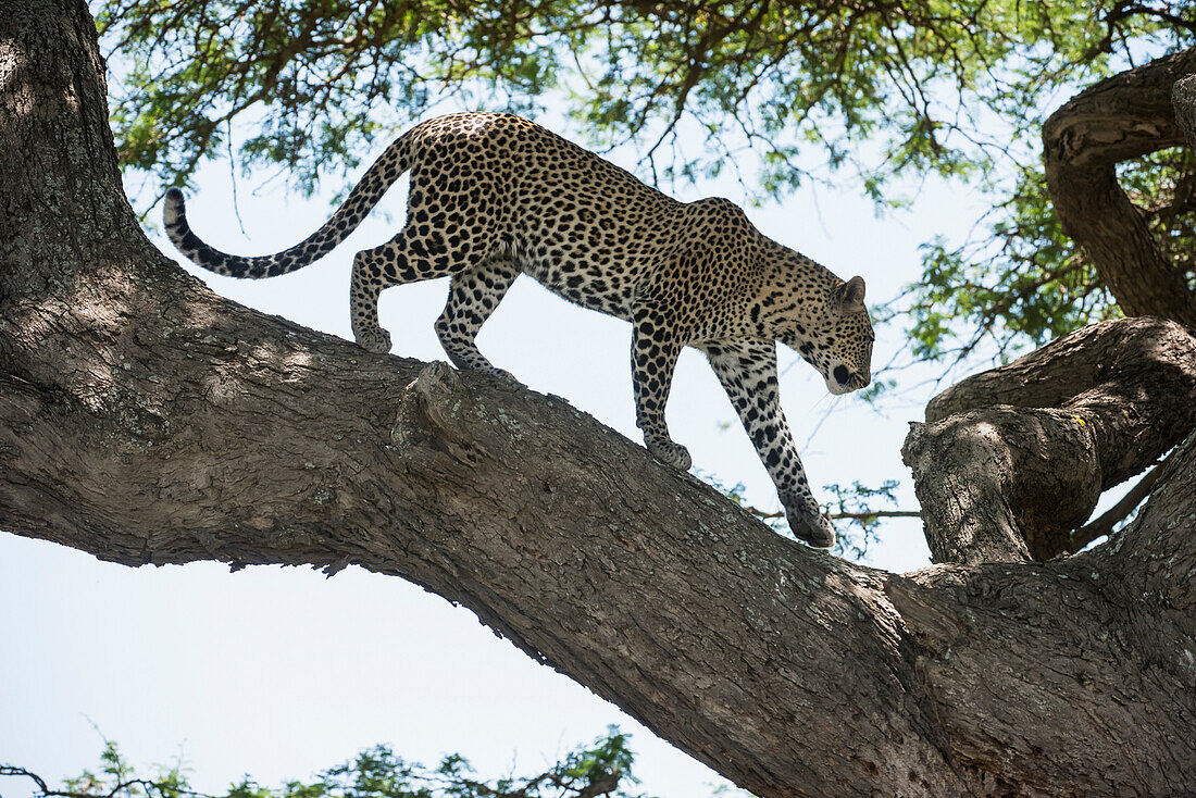 Leopard walking on tree limb near Ndutu, Ngorongoro Crater Conservation Area, Tanzania
