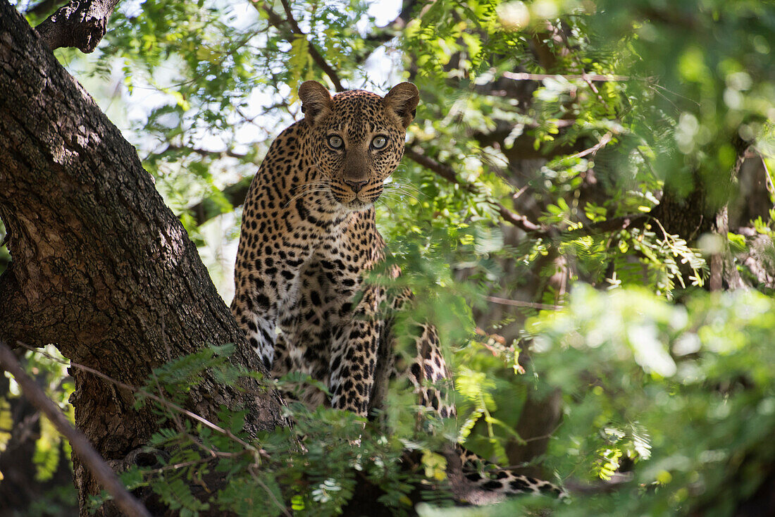 Leopard staring from tree in Lake Manyara National Park, Tanzania
