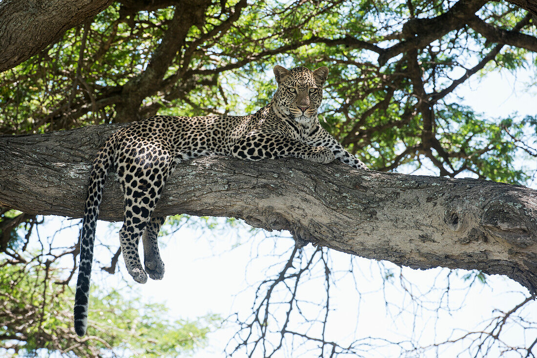 Leopard sprawled on tree limb near Ndutu, Ngorongoro Crater Conservation Area, Tanzania