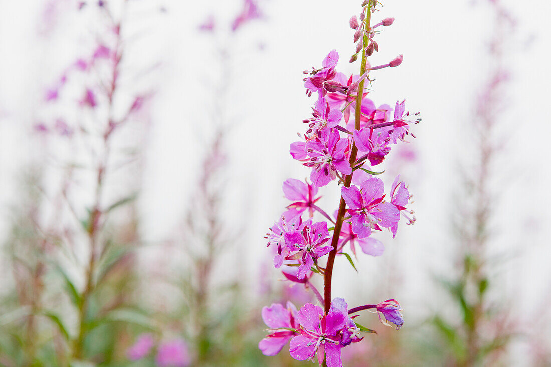 Fireweed Chamerion angustifolium detail with flowers in bloom, Noatak, Alaska, United States of America