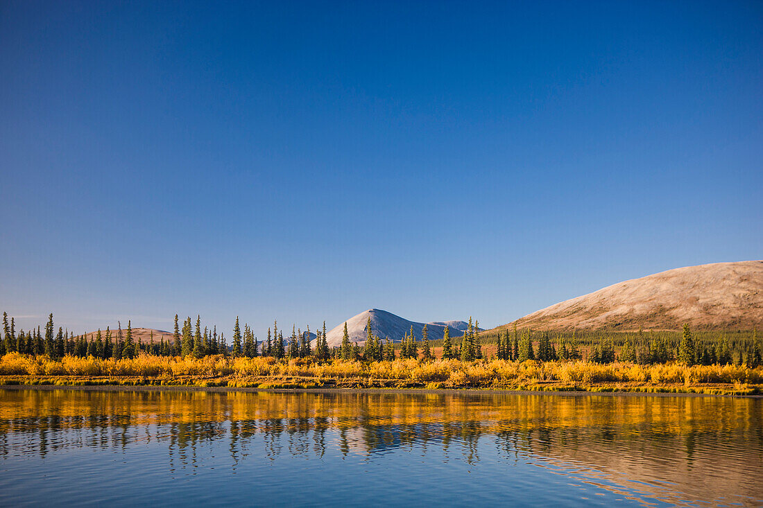 Golden grasses and green evergreen trees line the hills surrounding the Noatak River as it passes through the Igichuk Hills before emptying into Kotzebue Sound, Noatak, Alaska, United States of America
