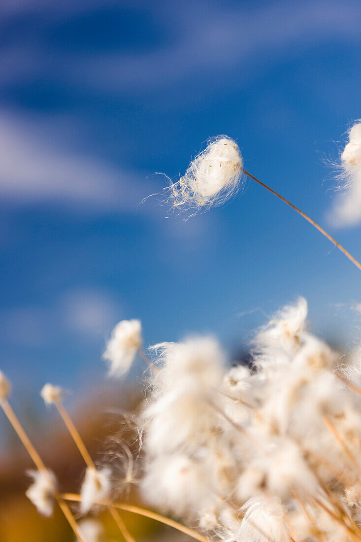 Tufts of Cottongrass Eriophorum with blue sky in the distance, Noatak, Alaska, United States of America