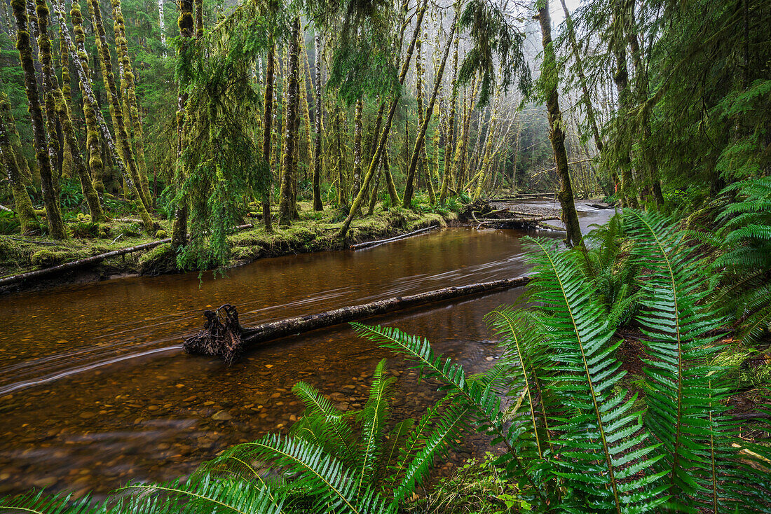 Haans Creek flows through the green rainforest near Sandspit which is on Haida Gwaii, British Columbia, Canada