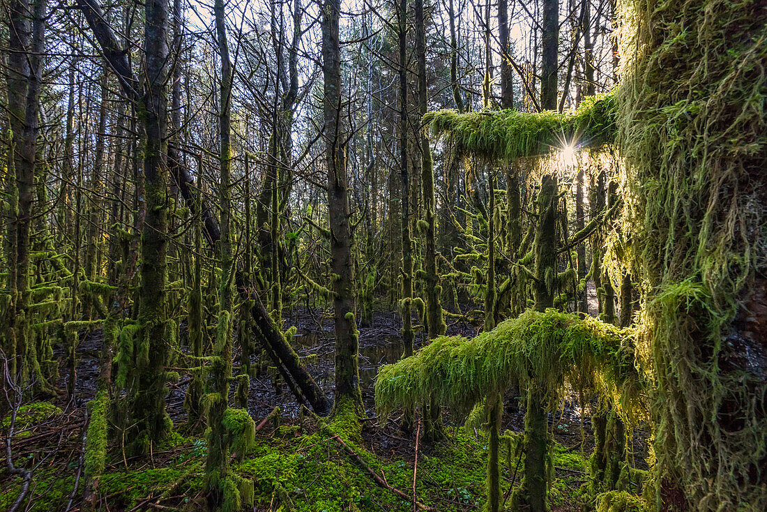 Sunlight streams through the rainforest of Naikoon Provincial Park which is on Haida Gwaii, British Columbia, Canada