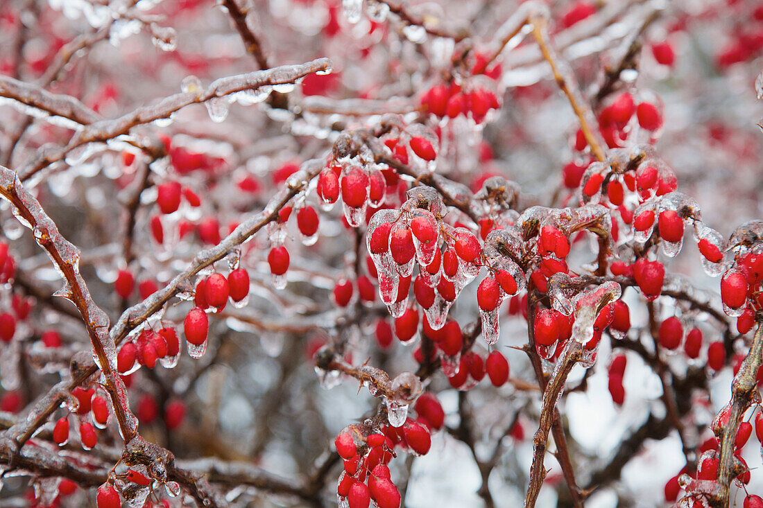 Berries frozen after ice storm, Toronto, Ontario, Canada