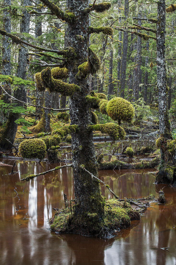 Moss grows in large clumps on the branches of the old trees within the ancient forests of Naikoon Provinical Park, Haida Gwaii, British Columbia, Canada