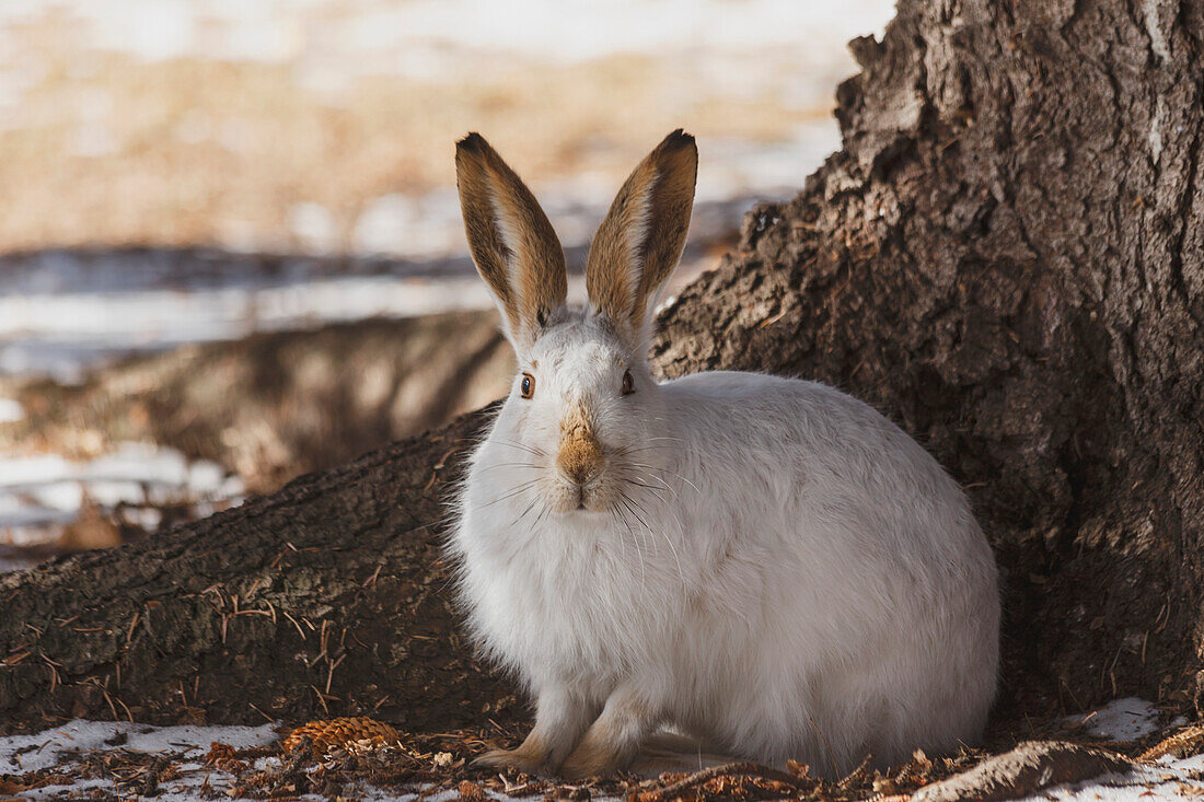 Wild prairie hare/white-tailed jack rabbit Lepus townsendii in winter fur at the foot of a spruce tree, Edmonton, Alberta, Canada