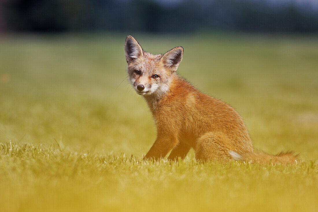 Fox kit vulpes vulpes on a summer day, Montreal, Quebec, Canada