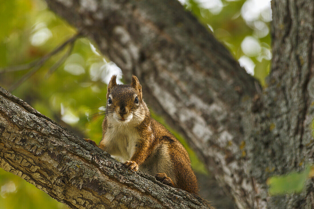 Red squirrel Tamiasciurus hudsonicus on deciduous tree branch, Edmonton, Alberta, Canada