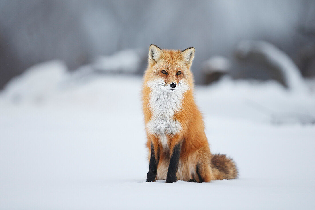 Male red fox vulpes vulpes sitting in the snow in winter, Montreal, Quebec, Canada