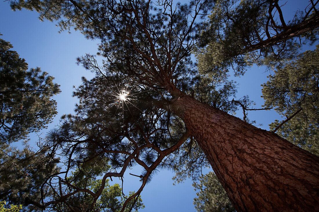 Looking up beside a large Ponderosa Pine tree through the branches to the sunlight and blue sky, United States of America
