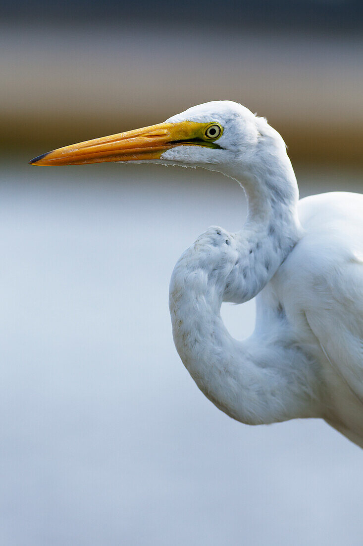 Egret with it's neck in an S shape, United States of America