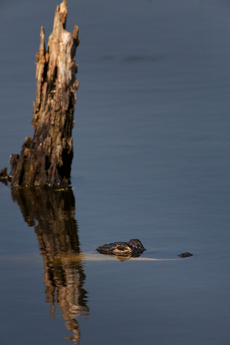 Aligator mostly submerged in calm water with only its eyes above water in front of an old dead tree stump coming out of the water, United States of America