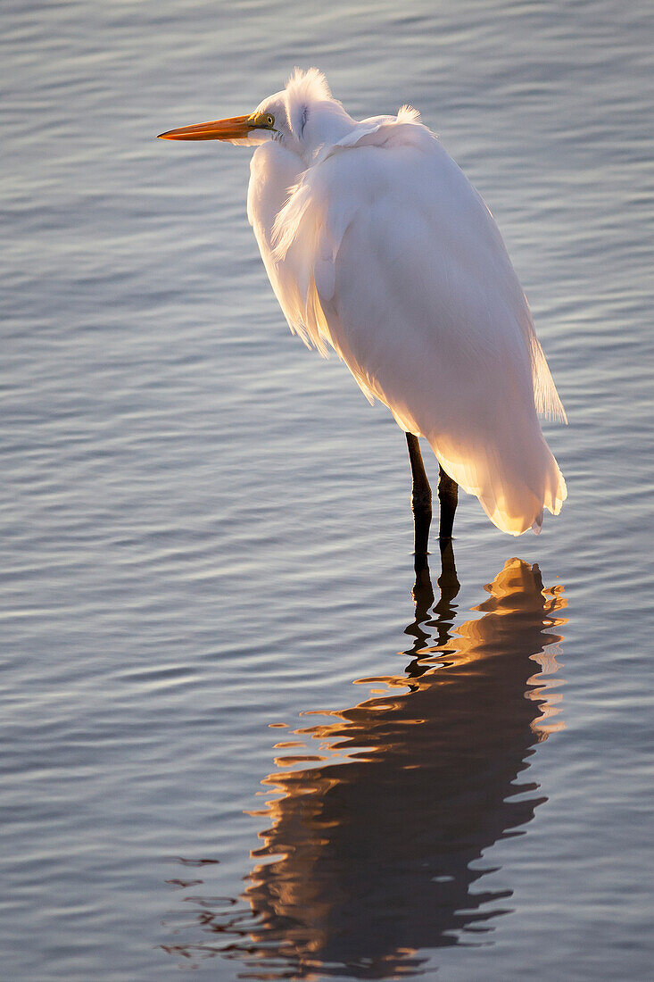 Egret standing in shallow water in the early morning light with the breeze blowing its head feathers and it's reflection in the water, United States of America