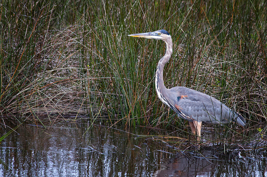 A heron standing in shallow water with marsh grass around it, United States of America