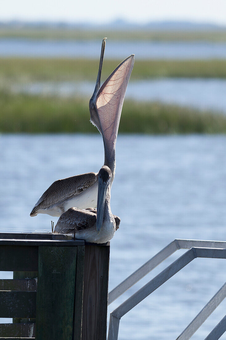 Two pelicans sitting on a dock, one with it's head lifted high and mouth open with it's neck sack expanded, United States of America