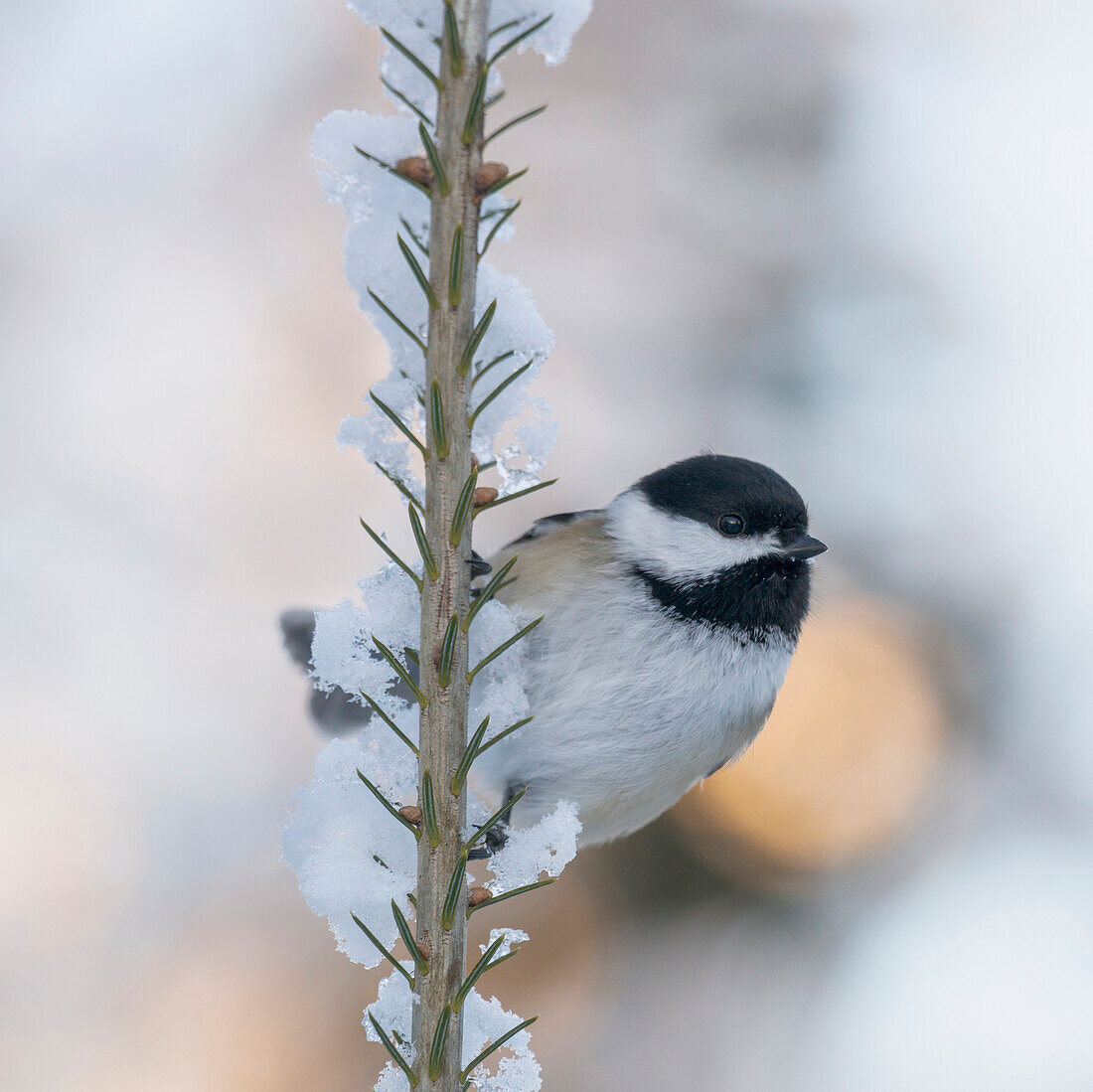 Chickadee sitting on a snow covered pine branch, Ontario, Canada