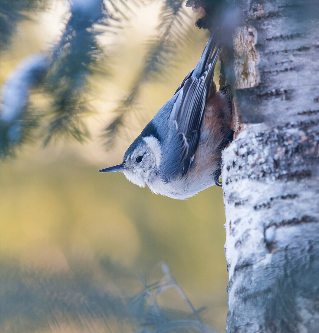 White-breasted Nuthatch Sitta carolinensis, Ontario, Canada